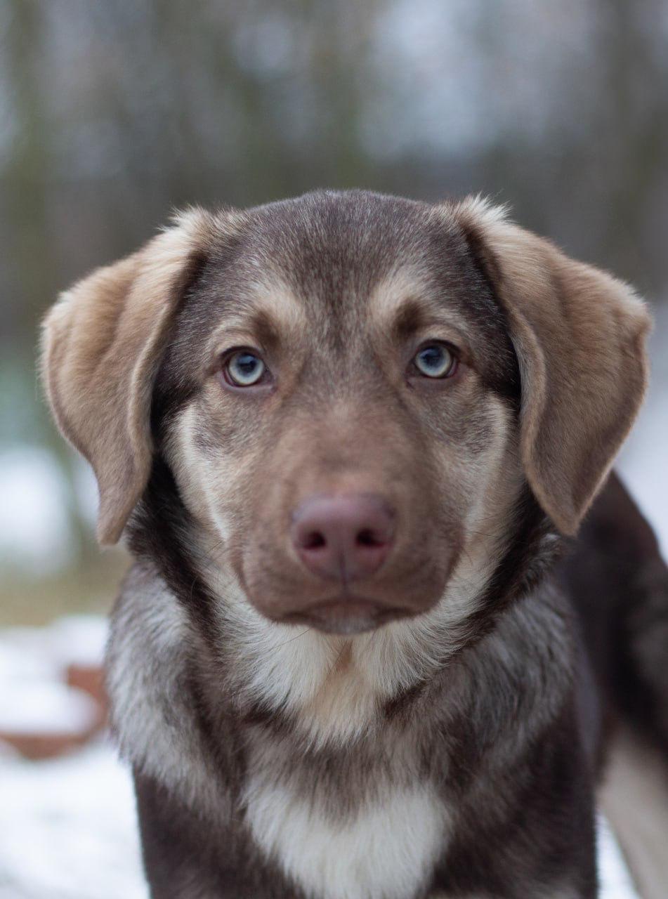 Chiens à adopter